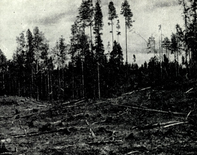 Рис. II. Свежая вырубка в смешанном хвойном лесу. Фото Г.А. Новикова