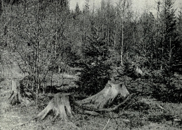 Рис. III. Вырубка в еловом лесу, возобновляющаяся преимущественно березой и осиной. Фото А.Э. Айрапетьянц