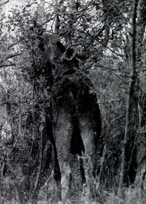 Рис. XII. Лось-самец, кормящийся в зарослях ивы. Фото Ю.Б. Пукинского