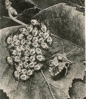 Лесной клоп серая эласмуха прикрывает отложенные яйца своим, оберегая их от врагов, затем недели две пасёт и охраняет вышедших из них личинок