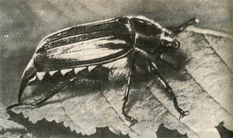 Западный майский жук встречается у нас в Литве, Белоруссии, на Украине и в примыкающих к ним районах РСФСР. Там же и на восток до Приморья обитает восточный майский жук.