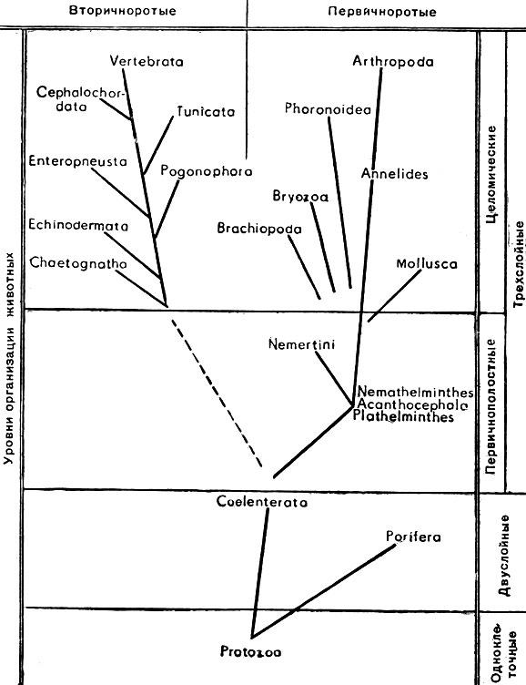 Рис. 2. Филогенетические связи некоторых групп животных