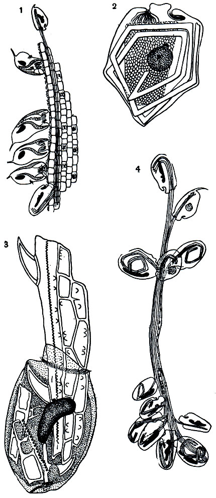 Рис.111. Инфузории семейства Ophryoscolecidae, пожирающие растительные ткани: 1 - Opisthotrichum janus; 2 - Ostracodinium sp.; 3-Anoplodinium bubalidis; 4 - Anoplodinium gracile
