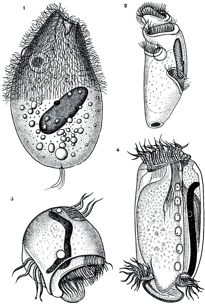 Рис. 113. Инфузории из кишечника лошади: 1 - Blepharoprosthium pireum (отряд Holotricha); 2 - Spirodinium equi (отряд Entodiniomorpha); 3 - Triadinium galea (отряд Entodiniomorpha); 4 - Gycloposthium bipalmatum (отряд Entodiniomorpha)