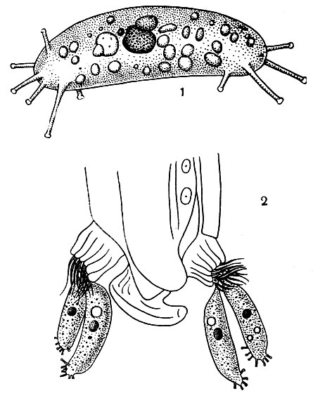 Рис. 114. Сосущие инфузории (Suctoria), живущие в кишечнике лошади: 1 - Allantosoma intestinalis; 2 - Allantosoma cucumis, присосавшиеся к ресничным пучкам Gycloposthium