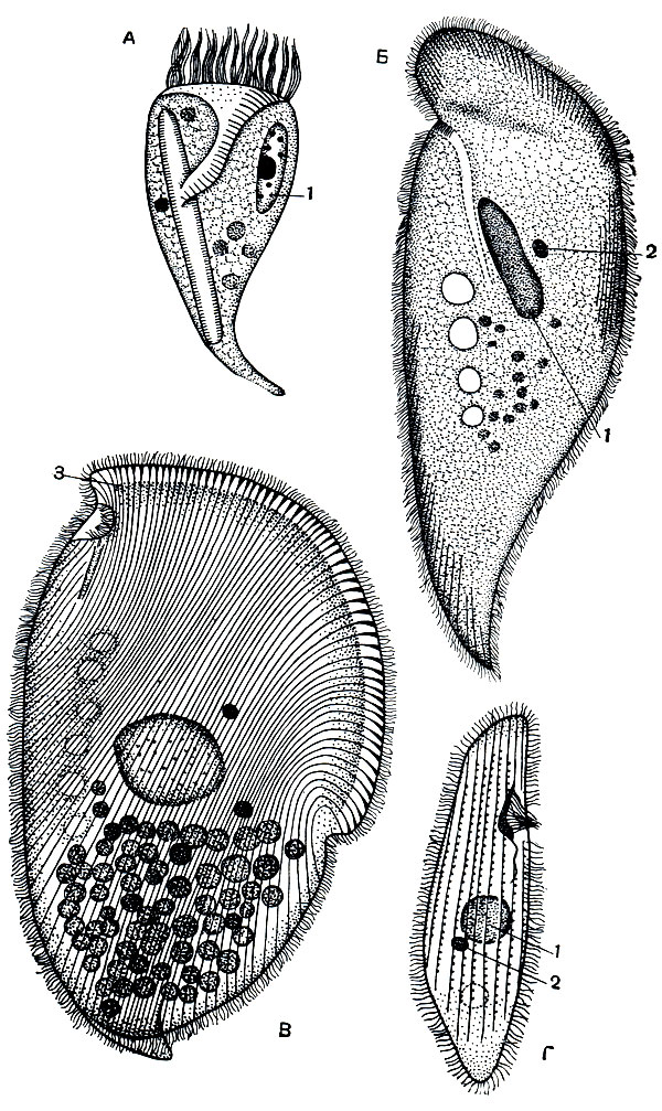 Рис. 118. Инфузории, живущие в кишечнике морских ежей: А - Strobilidium rapulum; Б - Entorhi-pidium tenue; В - Entorhipidium triangularis; Г - Entodiscus indomitus. 1 - макронуклеус; 2 - микронуклеус; 3 - скелетные лучи