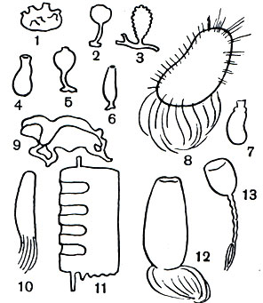 Таблица 6. Губки. Известковые губки; 1 - Glathrina primordialis; 2 - Glathrina blanca; 3 - Leucosolenia botryoides; 4 - Leuconia aspera; 5, 6- Glathrina primordialis; 7 - Grantia mirabilis. Стеклянные, или шестилучевые, губки: 8 - Pheronema giganteunr, 9 - Farrea haeckelii; 10 - корзинка Венеры (Euplectella aspergillum); 11 - Monorhaphis chuni (часть); 12 - губка Росса (Rossella); 13 - губка гиалонема (Hyalonema sieboldi)