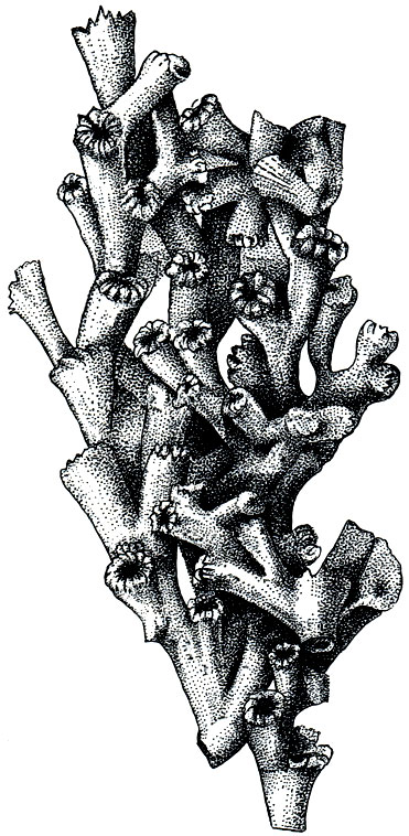 Рис. 182. Холодноводный мадрепоровый коралл лофохелия (Lophohelisa)
