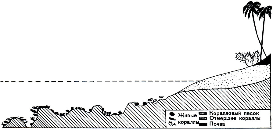 Рис. 184. Схема разреза берегового кораллового рифа. Пунктиром показан уровень воды в прилив