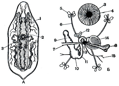 Рис. 195. Mesostoma ehrenbergii: А - общий вид; Б - половая система. 1 - каналы экскреторной системы; 2 - кишечник; 3 - ротовое отверстие; 4 - глотка; 5 - желточник; 6 - желточный проток; 7 - проток матки; 8 - матка; 9 - яичник; 10 - семяприемник; 11 - общий проток; 12 - совокупительная сумка; 13 - половое отверстие; 14 - совокупительный орган; 15 - семяпроводы