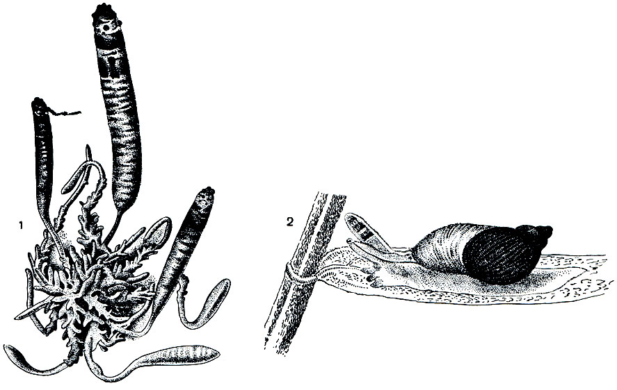 Рис. 205. Лейкохлоридий парадоксальный (Leucochloridium paradoxum): 1 - спороциста; 2 - янтарка, промежуточный хозяин паразита; в одном из щупалец ее находится спороциста лейкохлоридия