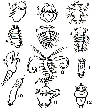 Таблица 20. Трохофорные личинки полихет: 1 - Harmothoe imbricata; 2 - Anaitides citrina; 3 - Nereis virens; 4 - Nephthys ciliata; 5 - Disoma; 6 - Polydora ciliata; 7 - Chaetopteridae; 8 - Magelona papillicornis; 9 - Capitella capitata; 10 - Arenicola marina; 11 - Pectinaria koreni; 12 - Spirorbis spirorbis