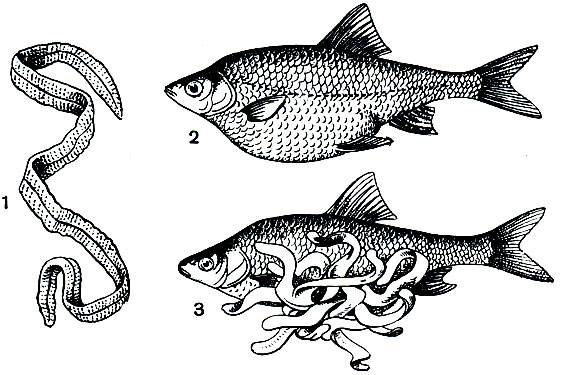Рис. 215. Ремнец (Liguia intestinalis): 1 - личинка-плероцеркоид, извлеченная из полости тела рыбы; 2 - рыба, зараженная личинкой ремнеца; 3 - личинки ремнеца, вышедшие из тела рыбы через разрыв