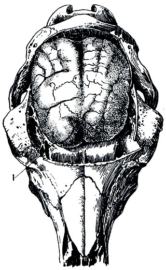Рис. 219. Мозг овцы, пораженный мозговиком (Multiceps mult ice ps). Ценур расположен в передней части левого полушария мозга (1)