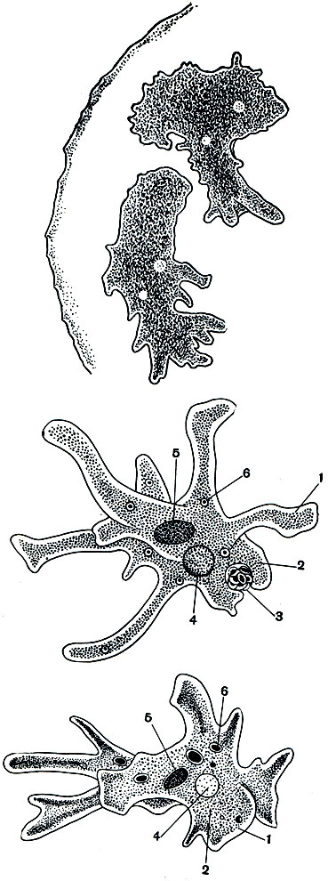 Рис. 24. Амеба протей (Amoeba proteus): 1 - эктоплазма; 2 - эндоплазма; 3 - непереваренные частицы пищи, выбрасываемые наружу; 4 - сократительная вакуоля; 5 - ядро; 6 - пищеварительная: вакуоля (внизу)