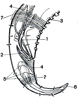Рис. 231. Хвостовой конец тела морской нематоды Hypodontolaimus btitschlii. Показан хвост самца: 1 - спикулы; 2 - рулек; 3 - дополнительные органы; 4 - мышцы спикул; 5 - хвостовые железы; 6 - выводная трубка хвостовых желез; 7 - строение кутикулы