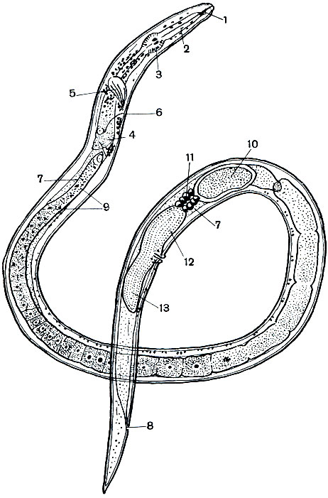 Рис. 242. Луково-чесночный дитиленх (Ditylenchus dipsaci): 1 - стилет; 2 - пищевод; 3 - средний бульбус; 4 - железы пищевода; 5 - нервное кольцо; 6 - экскреторный проток; 7 - средняя кишка; 8 - анальное отверстие; 9 - яичник; 10 - яйцо; 11 - преутеральная железа; 12 - передняя и 13 - задняя матка