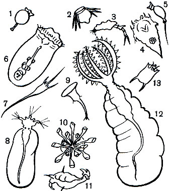 Таблица 23. Коловратки: 1 - Testudinelia patina; 2 - Polyarthra dolichoptera; 3 - Trichotria pocillum; 4 - Synchaeta pectinata; 5 - Trichocerca rattus; 6 - Asplanchna priodonta; 7 - Kellicottia longispina; 8 - Collotheca heptabrachiata; 9 - Microcodon clavus; 10 - Conochilus unicornis; 11 - Notommata copeus; 12 - Stephanoceros fimbriatus; 13 - Keratella quadrata