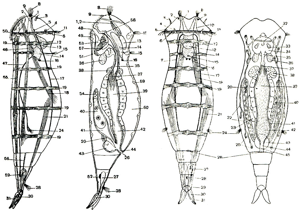 Рис. 249. Схема строения коловратки из отряда Monogononta. Вид со спинной стороны (справа) и сбоку (слева): 1 -проток ретроцеребрального органа; 2 - проток субцеребральной железы; 3 - наружное теменное щупальце; 4 - спиннобоковая чувствительная мембранелла коловращательного аппарата; 5 - боковой орган чувств с боковым глазком и ресничной ямкой; 6 - утолщение гиподермы под коловращательным аппаратом; 7 - корешок главного спинного нерва; 8 - внутреннее теменное щупальце; 9 - лобный, или теменной, глазок; 10 - подмозговая железа; 11 - циркумапикальный ресничный пояс; 12 - мускул-сжиматель переднего конца тела; 13 - ретроцеребральный мешок; 14 - мозг; 15 - спинное щупальце; 16 - мозговой глазок; 17 - спинной главный нерв; 18 - передний спинной мускул-втягиватель; 19 - безъядерный кольцевой мускул; 20 - железистая часть протонефридия; 21 - задний спинной мускул-втягиватель; 22 - капиллярная часть протонефридия; 23 - яйцо; 24 - боковое (латеральное) щупальце; 25 - пламенковые клетки протонефридия; 26 - анальное отверстие; 27 - ножная клейкая железа; 28 - ножное щупальце; 29 - диафрагма пальцев; 30 - резервуар ножной железы; 31 - палец; 32 - анастомоз Гексли; 33 - спинная слюнная железа; 34 - мастаке; 35 - передняя часть пищевода без ресничек; 36 - брюшная слюнная железа; 37 - задняя часть пищевода с ресничками; 38 - желудочная (пищеварительная) железа; 39 - желудок; 40 - желточник; 41 - яйцевод; 42 - кишка; 43 - мочевой пузырь; 44 - клоака; 45 - отверстие мочевого пузыря в клоаку; 46 - боковой мускул-втягиватель; 47 - главный брюшной нерв; 48 - ротовое отверстие; 49 - утолщение гиподермы под буккальным (ротовым) полем; 50 - боковая брюшная чувствительная мембранелла коловращательного аппарата; 51 - ганглий мастакса; 52 - ножной ганглий; 53 - мастаке; 54 - яичник; 55 - брюшной мускул-втягиватель; 56 - малый мускул ноги; 57 - подпорка (фулькрум); 58 - спинные органы чувств глотки; 59 - гиподерма; 60 - полость тела