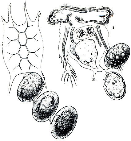 Рис. 250. Keratella quadrata (1) и Hexarthra mira (2): 1 - отложенные амиктические яйца связаны между собой; последнее прикреплено к самке; 2 - отложенные амиктические яйца прикреплены к веточкам раздвоенного стебелька
