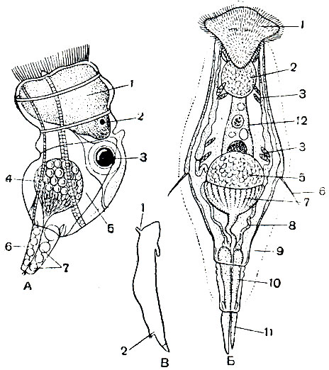 Рис. 251. Строение самцов коловраток. А - Keratella quadrata (длина тела около 70 мк): 1 - мозг; 2 - глазок; 3 - жировая капля; 4 - семенник; 5 - рудимент панциря; 6 - копулятивный орган; 7 - железы копулятивного органа. Б - Notommata copeus (вид с брюшной стороны, длина тела около 300 мк): 1 - ресничное поле; 2 - ретроцеребральный орган; 3 - пламенковые клетки протонефридия; 5 - семенник; б - боковое щупальце; 7 - предстательная железа; 8 - канал протонефридия; 9 - слизистая оболочка вокруг тела; Ю - ножная железа; 11 - палец; 12 - рудимент пищеварительного канала. В - вид сбоку: 1 - спинное щупальце; 2 - копулятивный орган
