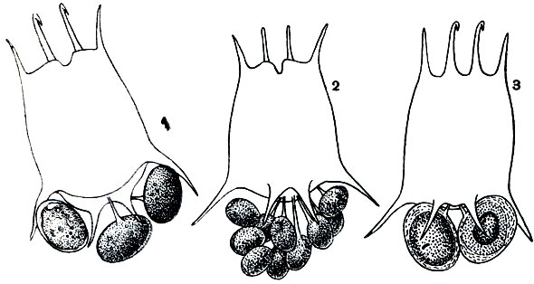 Рис. 252. Brachionus calyciflorus: 1 - амиктическая самка с партеногенетическими яйцами на самку; 2 - миктическая самка с партеногенетическими яйцами на самца; 3 - миктическая самка с оплодотворенными покоящимися яйцами на самку