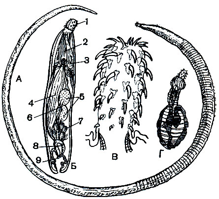 Рис. 256. Скребни. А - Macrocanthorhynchus hirudinaceus. Б - Echinorynchus (схема): 1 - хобот; 2 - ретрактор хобота; 3 - лемниски; 4 - лигамент (связка); 5 - семенник; 6 - семяпроводы; 7 - железы; 8 - семенной пузырь; 9 - совокупительный орган. В - хобот (увел.), видны загнутые назад крючья. Г - личинка скребня