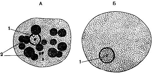 Рис. 28. Дизентерийная амеба (Entamoeba histolytica): А - амеба с заглоченными красными кровяными клетками; В - амеба без эритроцитов. 1 - ядро; 2 - эритроциты