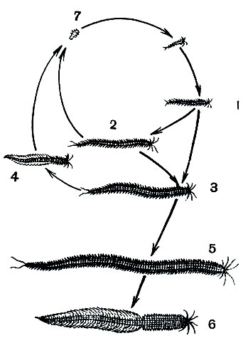 Рис. 266. Жизненный цикл Platynereis dumerilii: 1 - исходная донная форма; 2 - половозрелая атокная форма; 3 - подросшая атокная форма; 4 - малая гетеронереидная форма; 5 - большая атокная форма; 6 - большая гетеронереидная форма; 7 - личинка