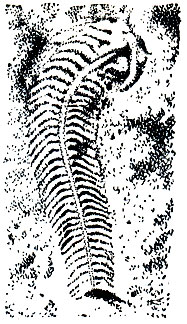 Рис. 269. Отпечаток древнего пелагического червя Spriggino floundersi, найденный в докембрийских отложениях Австралии