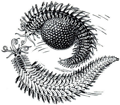 Рис. 270. Брачный танец Autolytus (Syllidae): наверху - самка с сумкой, наполненной яйцами; внизу - кружащийся около нее самец
