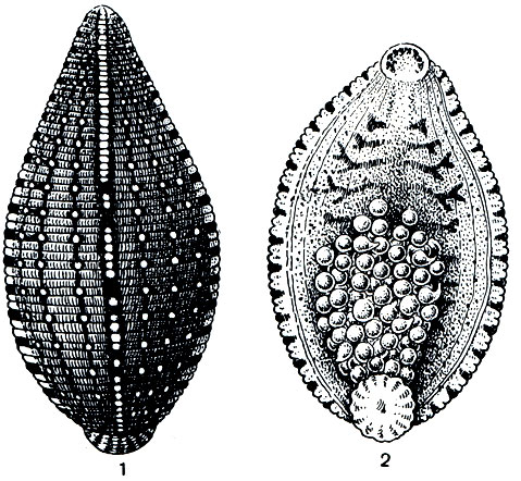 Рис. 293. Черепашья пиявка (Haementeria costata): 1 - со спинной стороны; 2 - с брюшной стороны (видны прикрепленные к брюху зародыши пиявок)