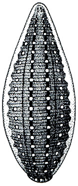 Рис. 294. Улитковая пиявка (Glossiphonia complanata) со спинной стороны