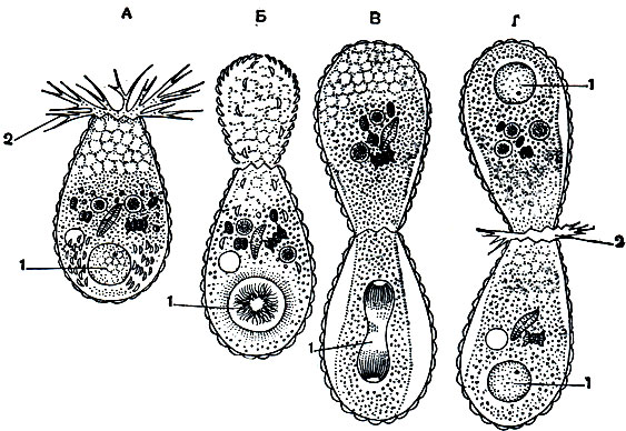 Рис. 31. Бесполое размножение путем деления раковинной корненожки Euglypha alveolata: А - корненожка перед делением; Б-образование цитоплазматической почки, на поверхности которой располагаются скелетные пластинки; В - деление ядра, скелетные пластинки образуют новую раковину; Г-конец деления, одно из ядер переместилось в дочернюю особь. 1 - ядро; 2 - псевдоподии