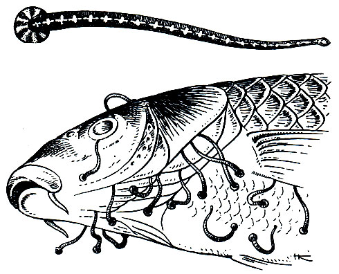 Рис. 296. Обыкновенные рыбьи пиявки (Piscicola geometra), паразитирующие на карпе