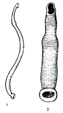 Рис. 298. Морские пиявки: 1 - карцинобделла (Са-rcinobdella cyclostoma) - паразит камчатского краба; 2 - левинсения (Levinsenia reetongulata) - паразит трески