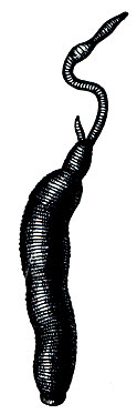Рис. 300. Большая ложконская пиявка (Нaemopis sanguisuga), заглатывающая червя
