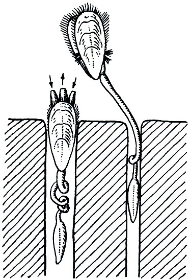 Рис. 318. Плеченогое Lingula: слева - втянувшееся в норку, справа - высунувшееся. Стрелками показано движение воды во внутреннюю полость и из нее
