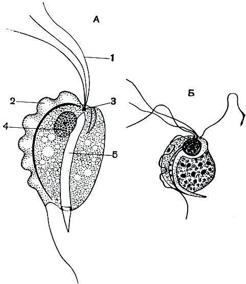 Рис. 56. Жгутиконосцы рода Trichomonas: А - схема строения; Б - Trichomonas hominis из кишечника человека. 1 - жгутики; 2 - ундулирующая мембрана; 3 - базальные зерна жгутиков; 5 - аксостиль