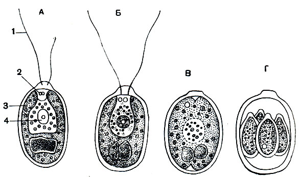Рис. 41. Хламидомонада Chlamydomonas angulosa: А - неделящаяся особь; Б - Г - стадии деления. 1 - жгутик; 2 - сократительная вакуоля; з - хромато-фор; 4 -ядро