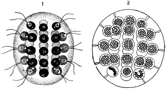 Рис. 43. Шаровидная колония Eudorina elegans: 1 - колония из 32 клеток; 2 - бесполое размножение (каждая особь колонии в результате последовательных делений дает начало новой, дочерней колонии)