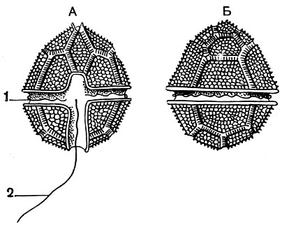 Рис. 47. Панцирный жгутиконосец Peredinium tabulatum: А - вид с брюшной стороны; Б - вид со спинной стороны. 1 - поперечный жгутик в пояске; 2 - свободный жгутик