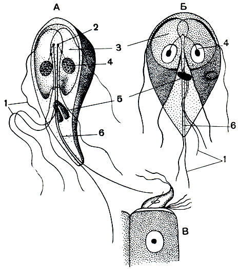 Рис. 57. Паразитирующий в кишечнике человека жгутиконосец Lamblia intestinalis: А - вид сбоку; Б - вид с брюшной стороны; В - лямблия, присосавшаяся к эпителиальной клетке. 1 - жгутики; 2 - базальные зерна; 3 - присоска; 4 - ядро; 5 - парабазальное тело; 6 - аксостиль