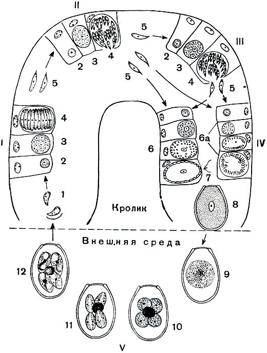 Рис. 70. Цикл развития кокцидий Eimeria magna: I-первое поколение шизонтов; II - 2-е поколение шизонтов; III - 3-е поколение шизонтов; IV - гаметого-ния; V - спорогония. 1 - спорозоиты; 2 - молодой шизонт; 3 - растущий шизонт с многими ядрами; 4 - шизонт, распавшийся на мерозоиты; 5 - меро-зоиты; 6 - развитие макрогаметы; 6а - развитие микрогамет; 7 - микрогамета; 8 - ооциста; 9 - ооциста, вышедшая из кишечника кролика; 10 - ооциста с четырьмя споробластами и остаточным телом; 11 - развитие спор; 12 - ооциста с 4 зрелыми спорами (в каждой споре по 2 спорозоита)