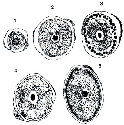 Рис. 73. Развитие макрогамет Eimeria magna: 1-5 - последовательные стадии роста и формирования макрогаметы
