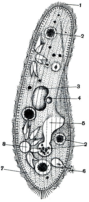 Рис. 85. Инфузория туфелька (Paramecium caudatum) 1 - реснички; 2 - пищеварительные вакуоли; з - большое ядро (макронуклеус); 4 - малое ядро (микронуклеус); 5 - ротовое отверстие и глотка; 6 - непереваренные остатки пищи, выбрасываемые наружу; 7 - трихоцисты; 8 - сократительная вакуоля