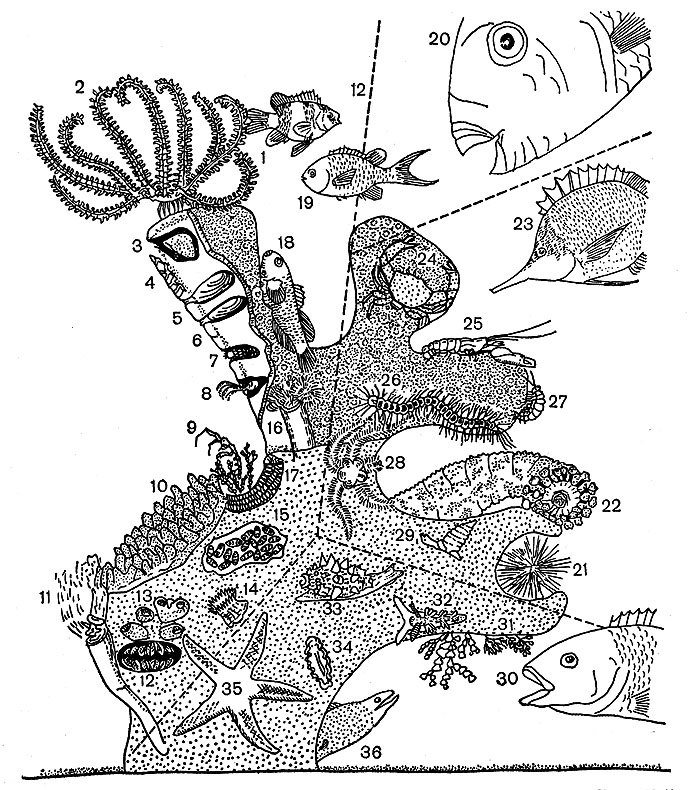 Микрофауна кораллового куста (по Герлаху). Организмы, питающиеся планктоном (с 1 по 19): 1 - дасциллус (Dascyllus aruanus), 2 - морские лилии (Crinoidea), 3 - улитка (Leptoconcha), 4 - губка клиона (Cliona), 5 - двустворчатый моллюск (Lithodomus), 6 - моллюски-камнеточцы (Cyanophycea), 7 - десятиногие головоногие (Decapoda), 8 - усоногие ракообразные (Cirripedia), 9 - морские козочки (Caprella), 10 - мягкие кораллы (Alcyonaria), 11 - червеобразные улитки (Vermetidae),12 - тридакна(Tridacna), 13 - губки, 14 - актиния, 15 - оболочниковые (Tunicata), 16 - многощетинковые черви (Polychaeta), 17 - мшанки (Bryozoa), 18 - бычок (Gobiodon), 19 - морская ласточка (Chromis coeruleus), 20 - рыба-попугай (Calliodon), кормящаяся кусками кораллов. Мелкие хищники и животные, питающиеся взвешенными частицами (с 21 по 29): 21 - морской еж (Echinodermata), 22 - голотурия, 23 - рыба-бабочка (Forcipiger) и другие представители семейства щетинозубых (Chaetodqntidae), рыбы-ангелы (Pomacentridae), рыбы-хирурги (Acanthuridae), 24 - краб (Trapezia),25 - рак-щелкун (Alpheus), 26 - многощетинковые черви (Polychaeta), 27 - бокоплавы (Amphipoda), 28 - офиура, 29 - улитка. Хищники (с 30 по 36): 30 - Halimeda, 31 - красные водоросли, 32 - заднежаберные моллюски (Opisthobranchia), 33 - хищная улитка, 34 - турбеллярии (Polycladida), 35 - морская звезда, 36 - мурена