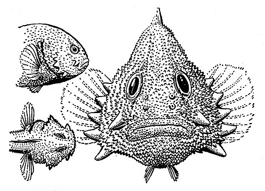 Бычок - подкаменщик (Caracanthus maculatus) с растопыренными плавниками и жаберными крышками. Передняя жаберная крышка оснащена особенно крепкими шипами, с помощью которых рыба цепляется за ветки кораллов