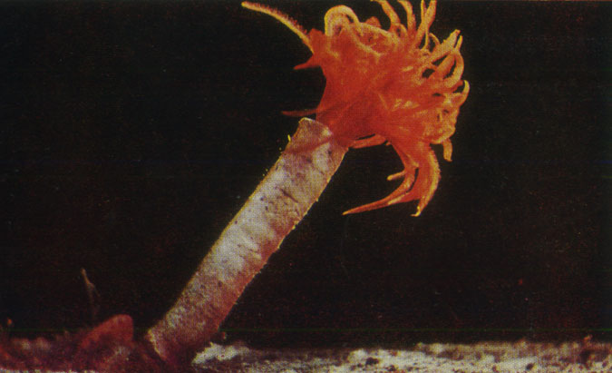 Трубчатый червь (Protula tubularia)