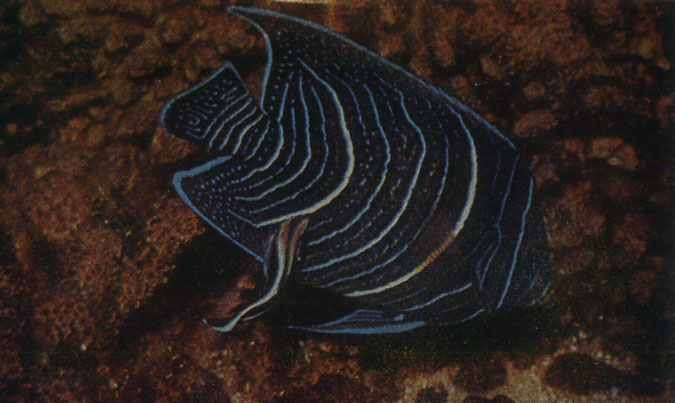 Голубая королевская рыба (Pomacanthus semieircularis)